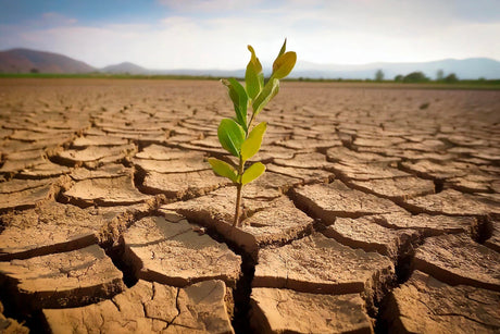 Real-World Drought-Resilient Setups: How Homeowners and Farmers Stay Water-Secure When It Matters Most