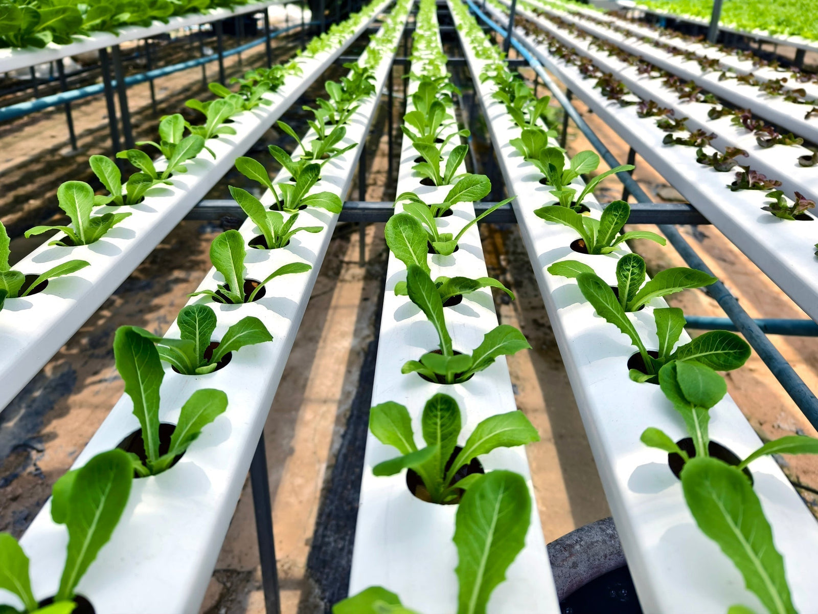 Hydroponics Water Filtration: The Foundation of Healthy Growth