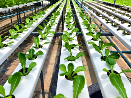 Hydroponics Water Filtration: The Foundation of Healthy Growth